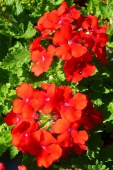 Estrella� Voodoo Red Trailing Verbena, Glandularia x 'Estrella Voodoo Red', Verbena x 'Estrella Voodoo Red', copyright � almostedenplants.com